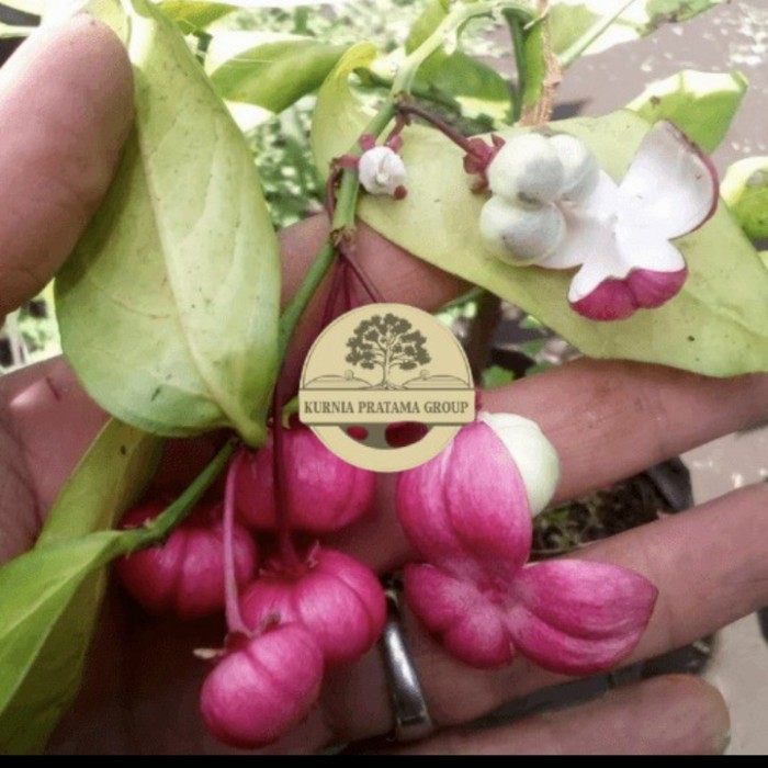 Bibit tanaman Manggis Jepang Kondisi Berbuah