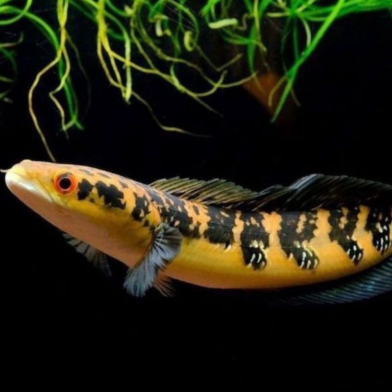 CHANA MARU YELLOW SENTARUM 16-20CM KUALITAS