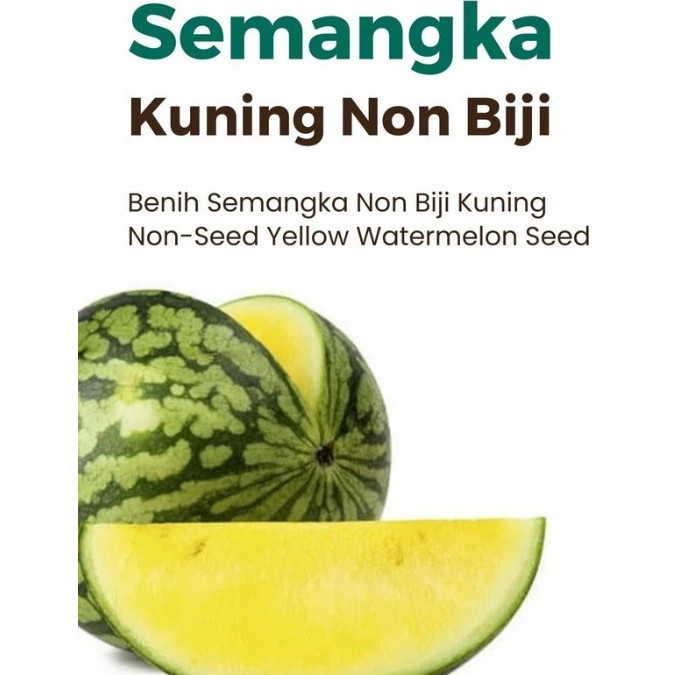 SC Benih Buah Semangka Kuning Non Biji