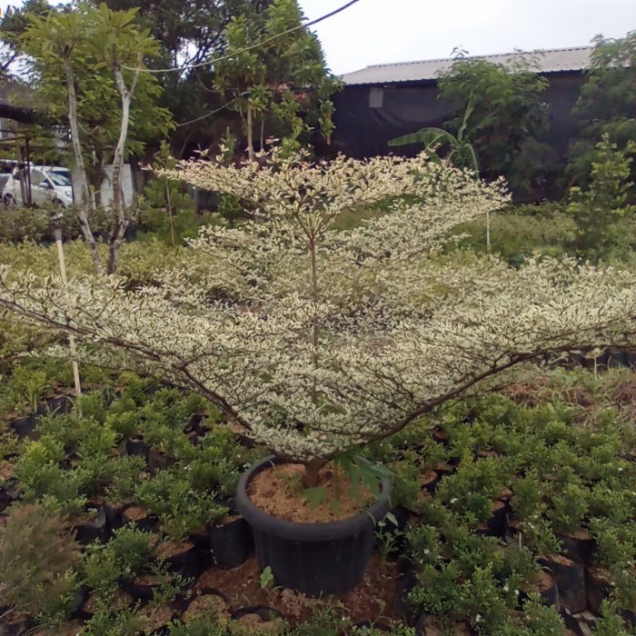 ketapang kencana varigata