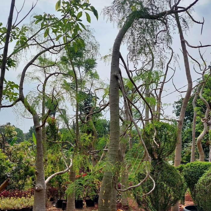 pohon moringa kelor afrika 4 meter