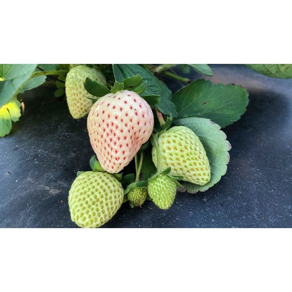 7 Bijii - Benih Korean White Strawberry Stroberi Putih Korea Pineberry Seeds - IMPORT