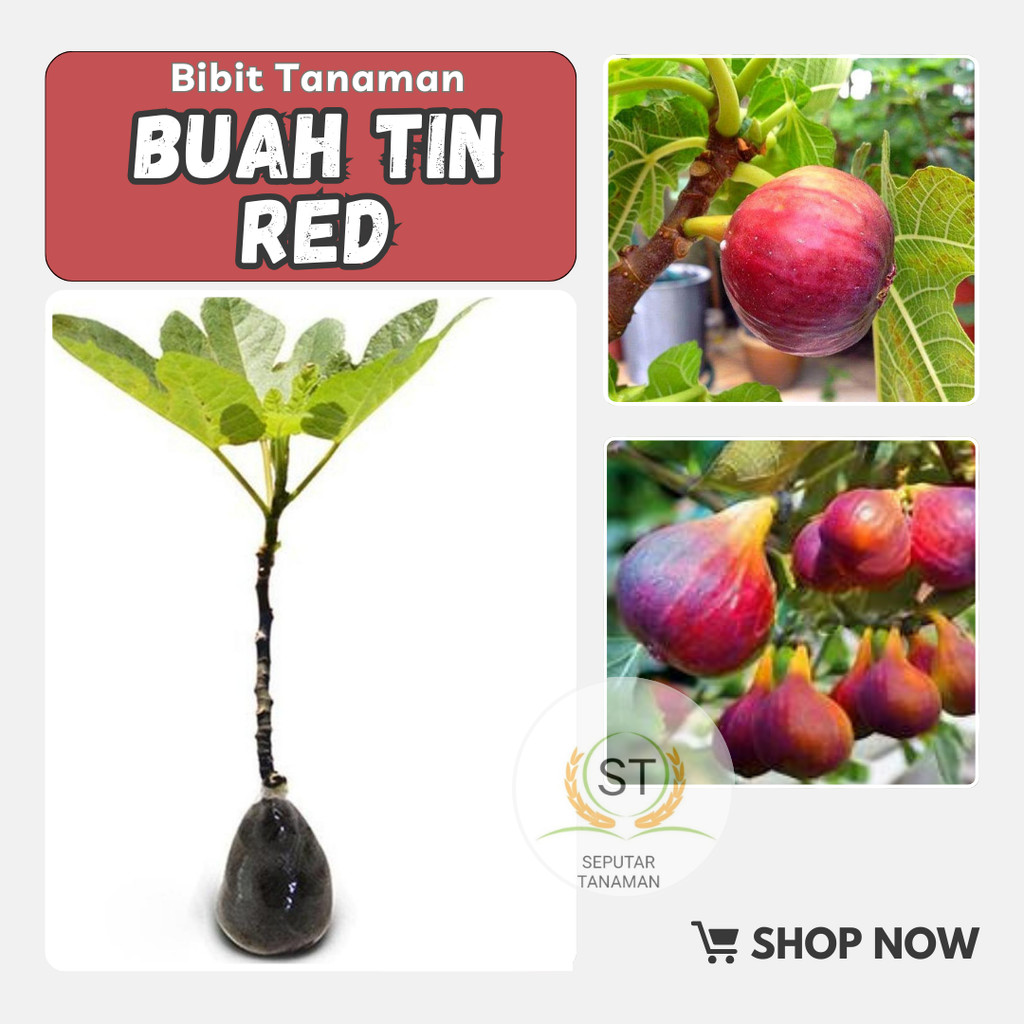 BIBIT BUAH TIN MERAH