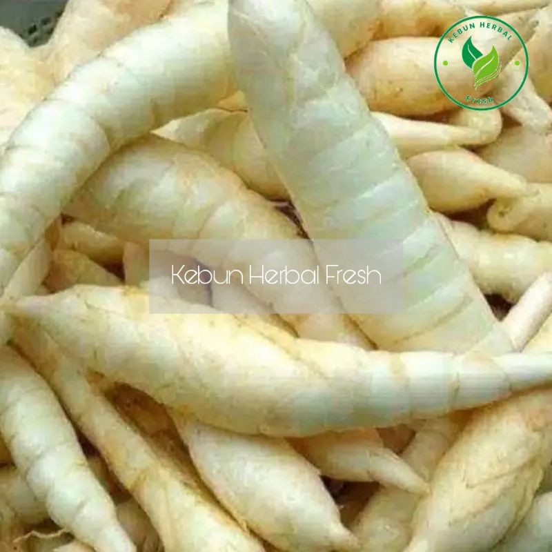 

UMBI GARUT FRESH 1 KG