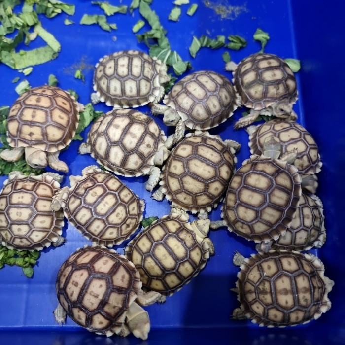 SALE -Sulkata baby 4.5-5cm , sulcata
