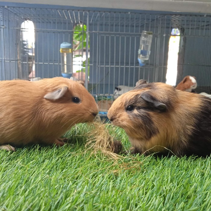 SALE -guinea pig american
