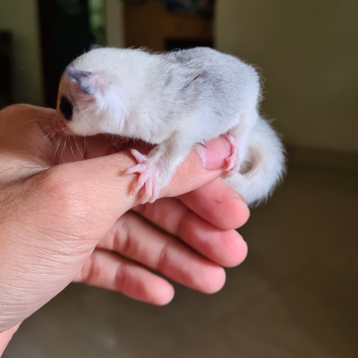 SALE -Sugar glider platinum