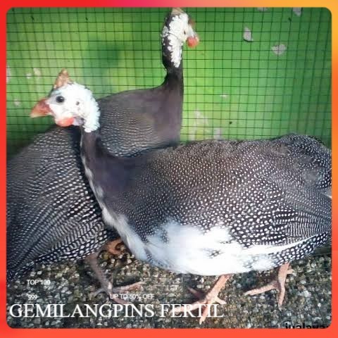 FERTIL Telur ayam mutiara hias siap ditetaskan - ayam mutiara