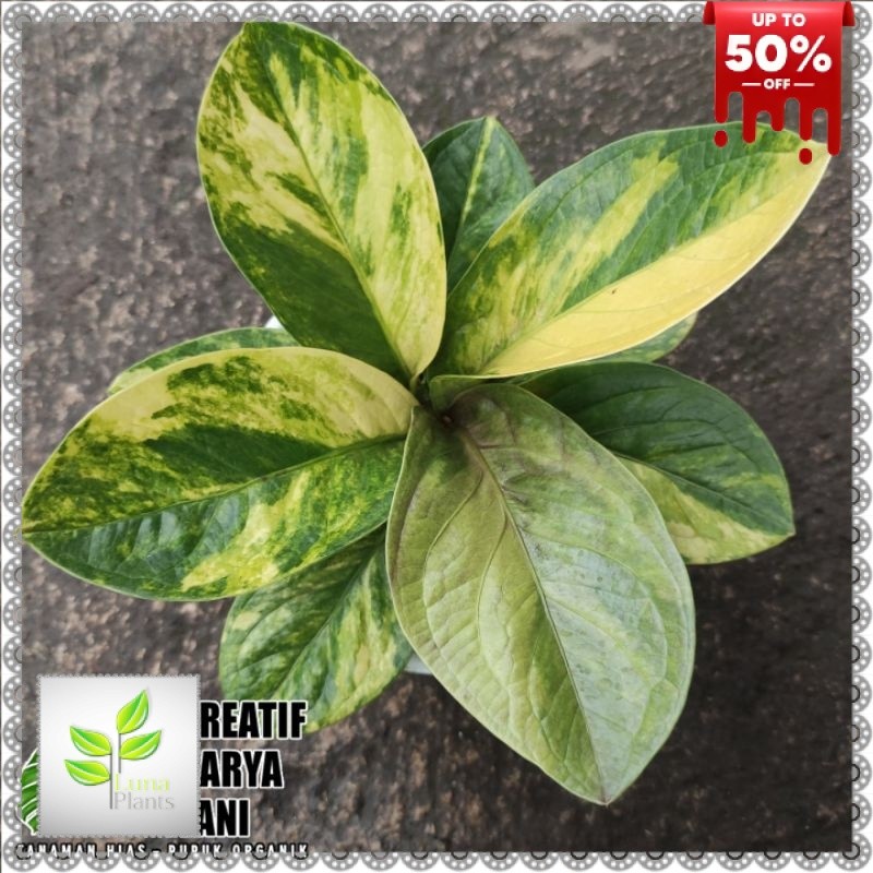 PRODUK ORIGINAL Anthurium Jemani Varigata - Anturium Jemani Variegata