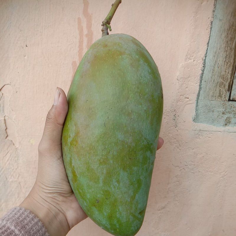 

TEBUS AMBYAR Mangga Kiojay 700gr TERLARIS