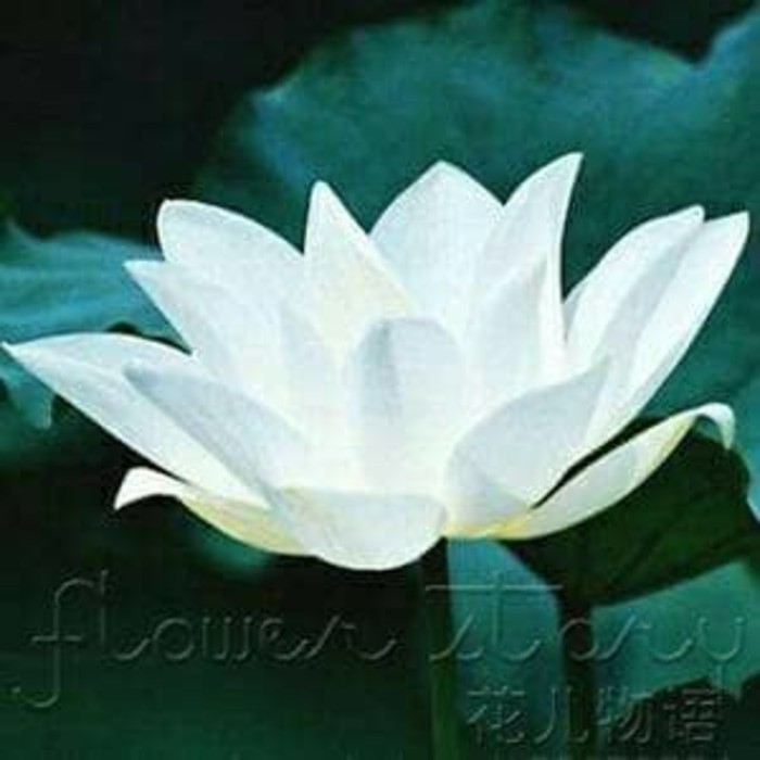 Nelumbo nucifera - Benih Biji Bibit Lotus Pure White