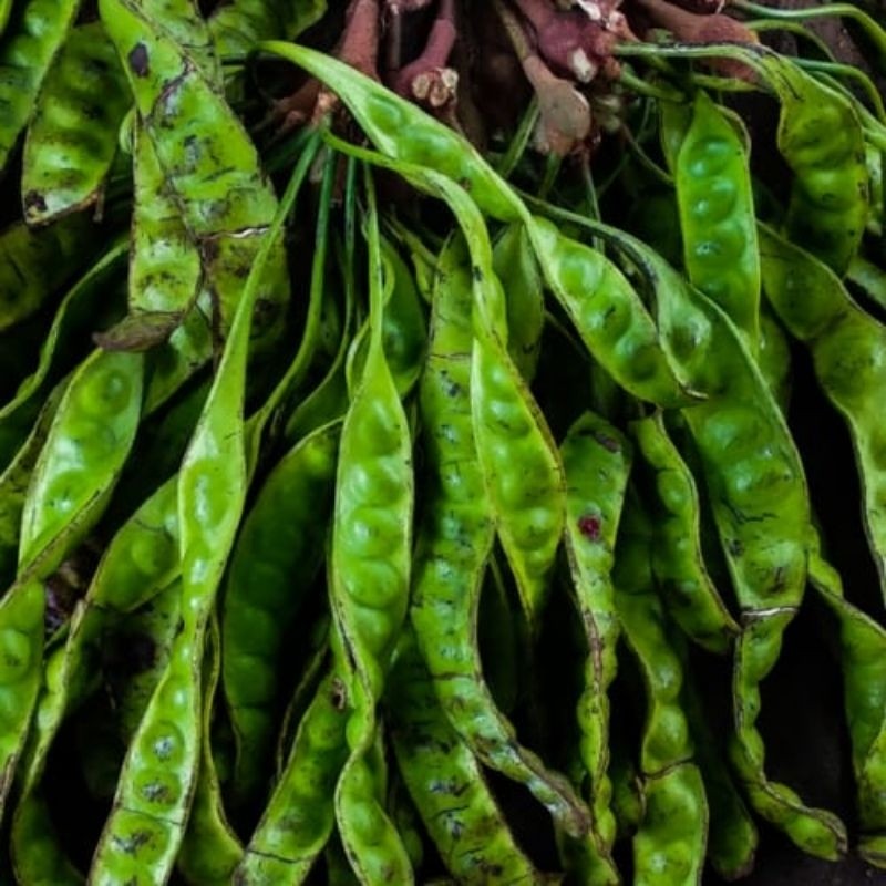 

TEBUS MURAH Petai Per papan 1Pcs