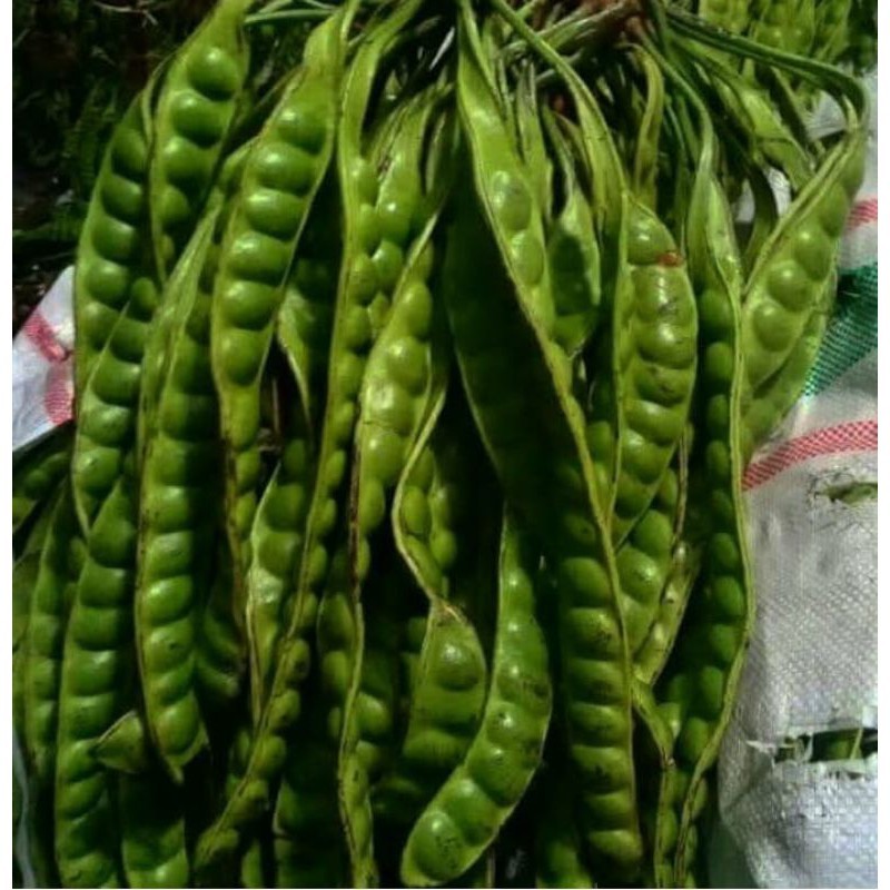 

TEBUS MURAH Petai satu Keris
