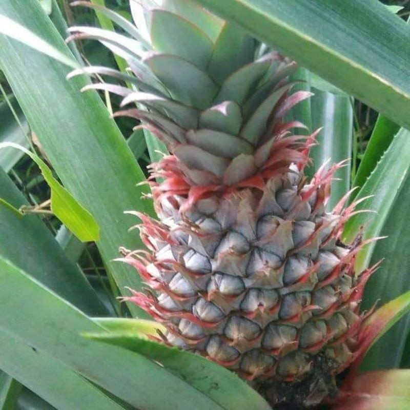

Nanas Muda Utuh/ Mentah Segar Bisa Dikupas