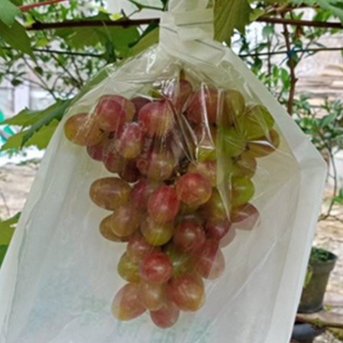 Pembungkus Anggur Buah Tembus Pandang Fruit Cover Transparan Anti Air Brongsong Buah Buahan DS 789