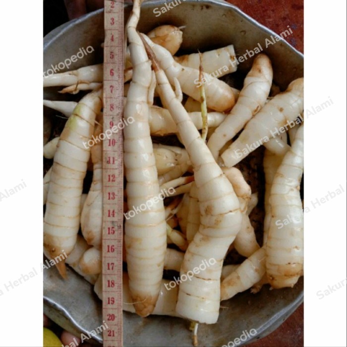 

umbi garut segar atau umbi terigu 250gram