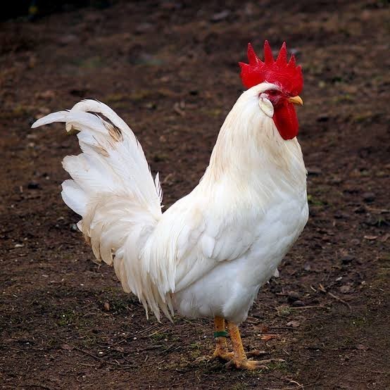 

Fertil Telur ayam leghorn white / telur ayam hias / telur fertil siap tetas