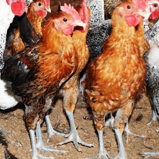 

Fertil Telur ayam elba petelur handal fertil asli siap ditetaskan - telur-ayam-elba
