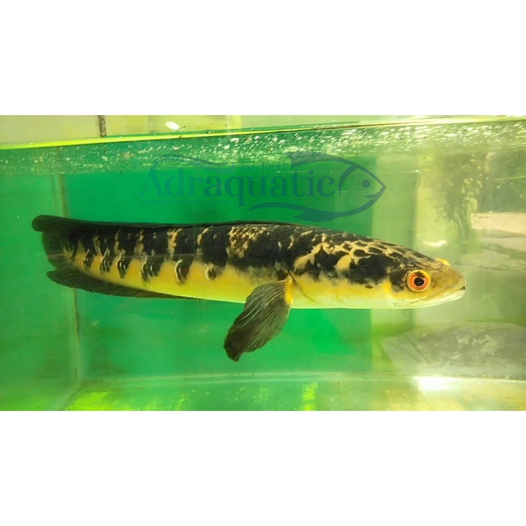 (INSTANT BANDUNG) IKAN HIAS CHANNA YELLOW MARU EMPEROR SNAKEHEAD CHANNAMARU CHANA AIR TAWAR AQUARIUM