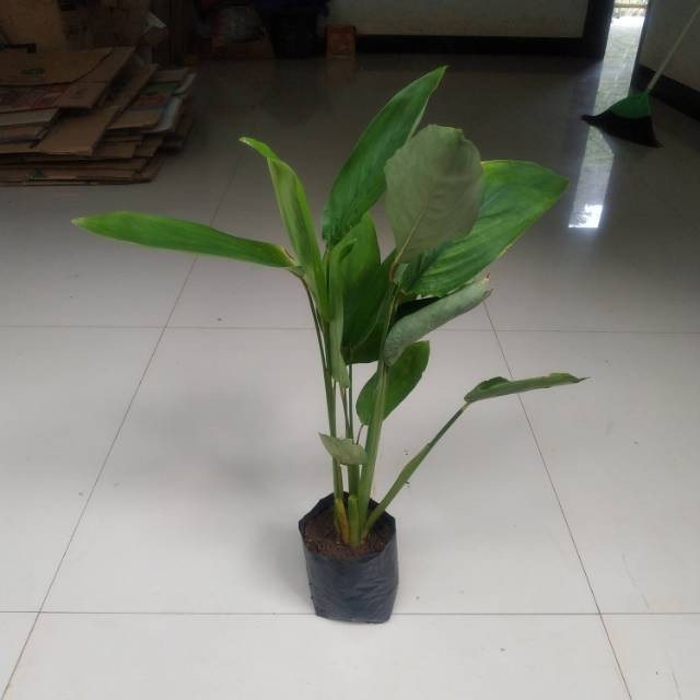 

bibit terigu, umbi garut