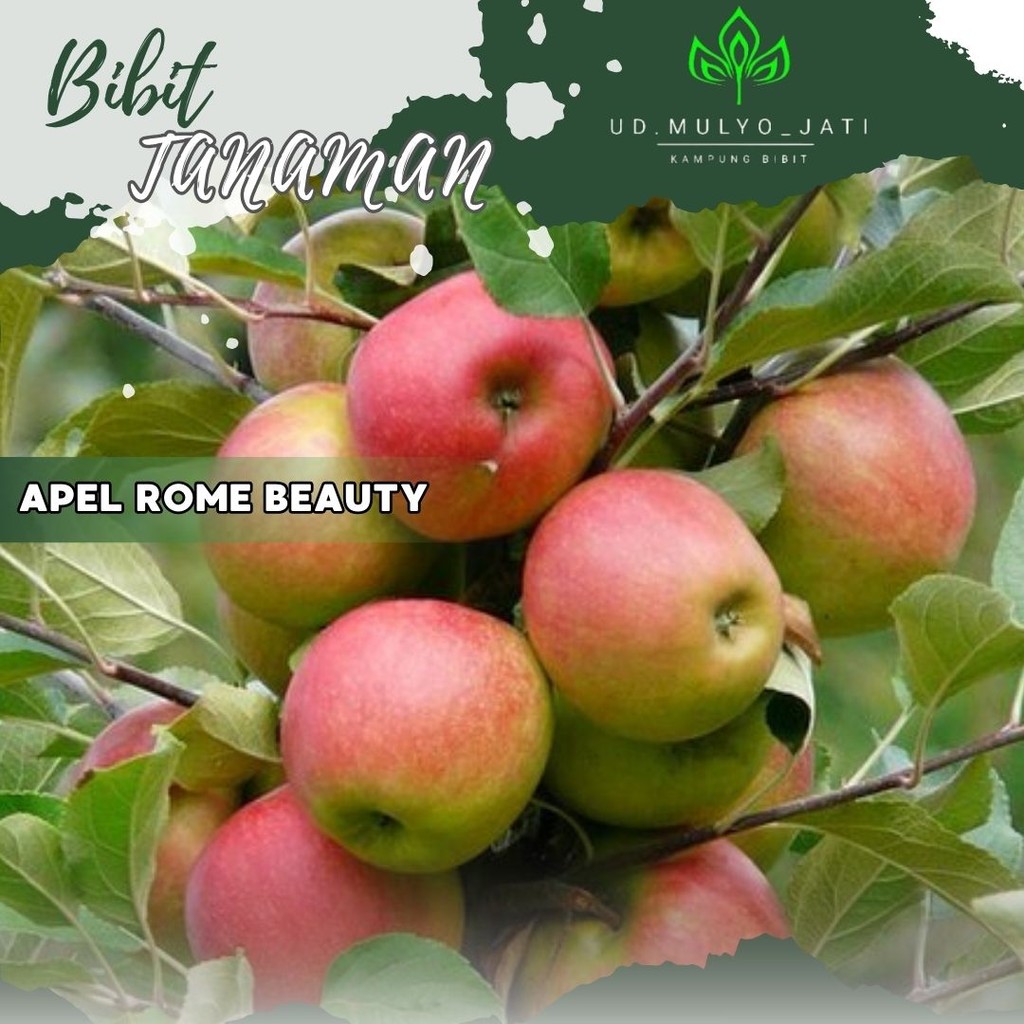 Bibit Apel Rome Beauty Malang Cangkok dan Stek