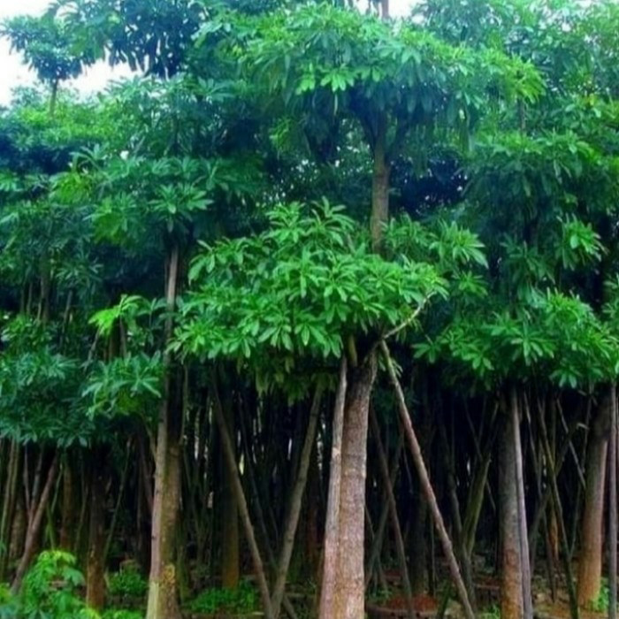 Pohon besar pule batang tunggal. tinggi pohon 5 M.
