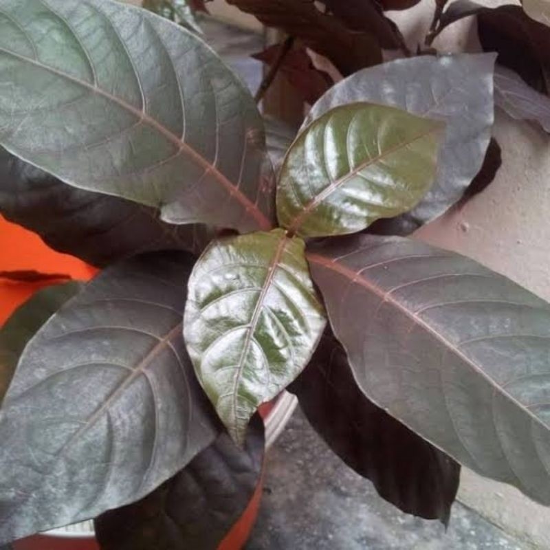 

JUAL DAUN UNGU / DAUN HANDEULEUM OBAT WASIR SEGAR FRESH OBAT WASIR .