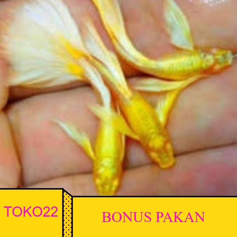 FREEPAKAN hiasan aquarium ikan hias Guppy albino ful golld sepasang