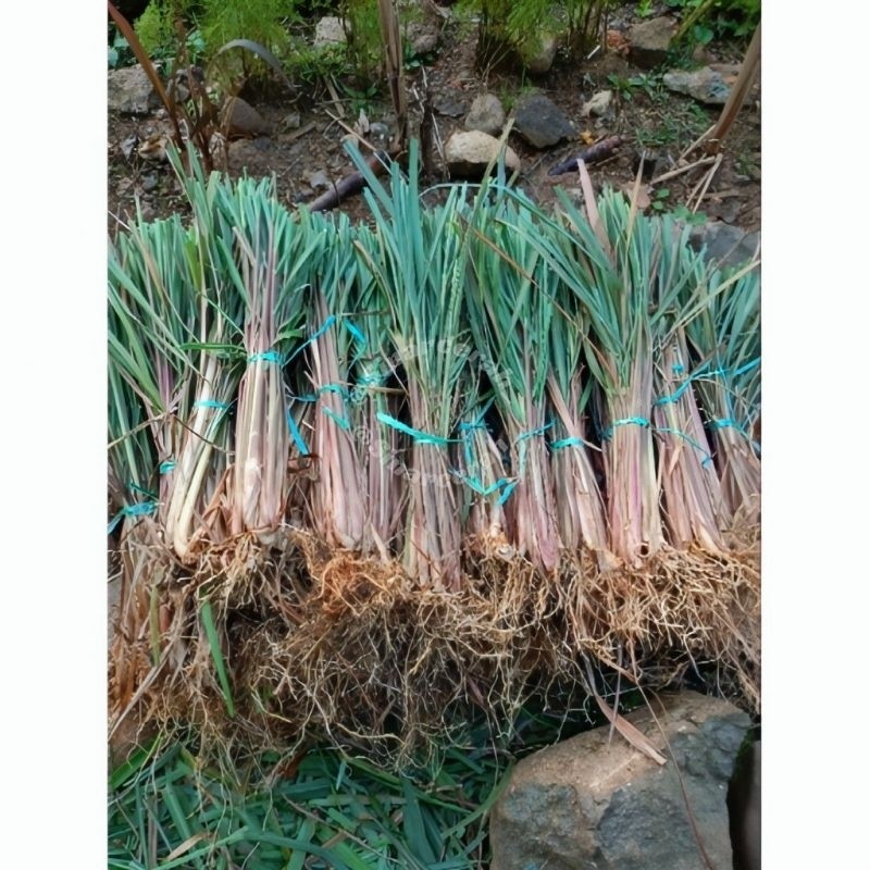 

Sereh merah/Sereh Wangi/sereh wangi herbal/Bibit sereh merah segar