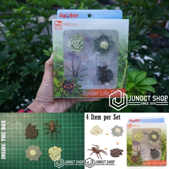 Hadiah Miniature Hewan Edukasi Siklus Hidup Laba-Laba Box Plastik - Mainan Edukatif Life Cycle