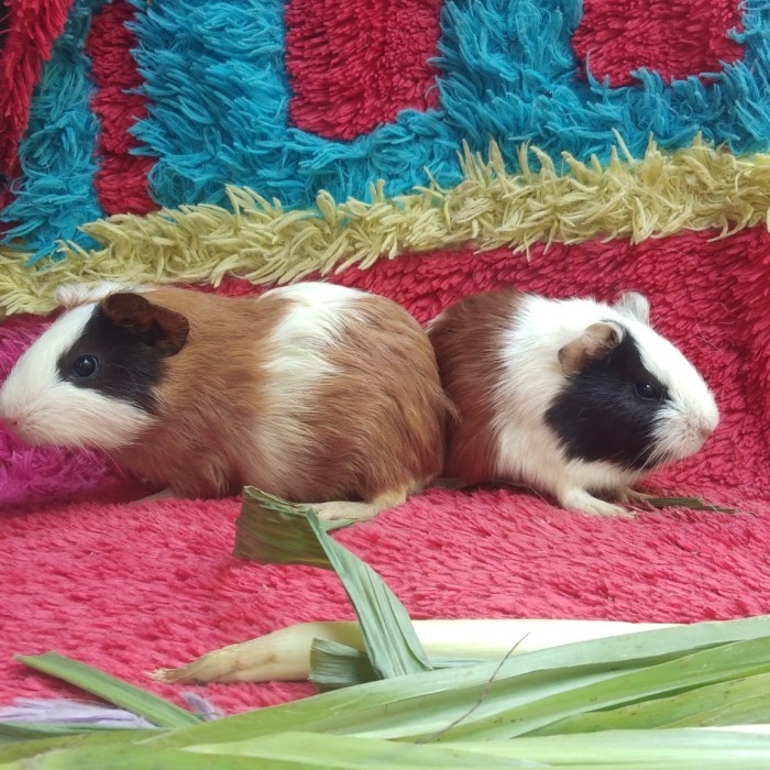 SALE -Marmut Cavy Guinea Pig American Lokal Paud anakan