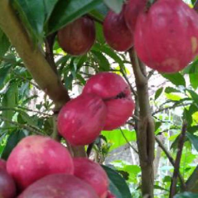 

Jual Buah Mahkota Dewa Frest 1kg