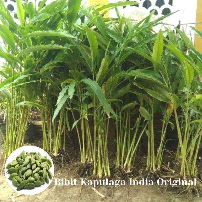 

Grosir bibit kapulaga india hijau green cardamom ORIGINAL