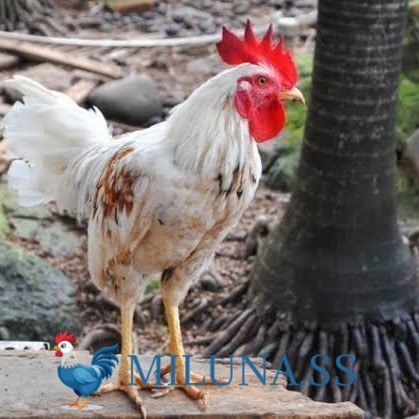 

FERTIL TELUR AYAM ketawa dangdut slow gretek siap ditetaskan