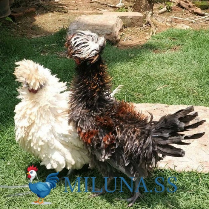 

TELUR AYAM TETAS FERTIL poland / hias / siap tetas