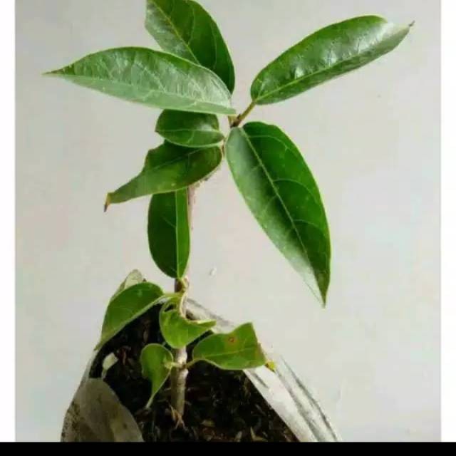 Bibit cincau Hijau cincau perdu siap tanam