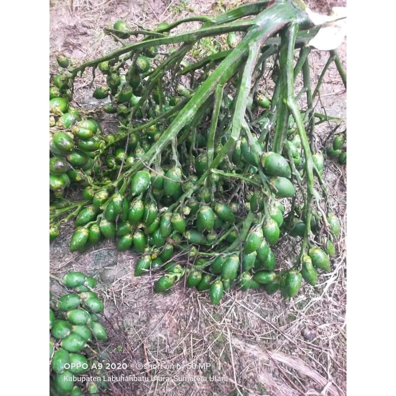 

pinang muda segar fress 1kg