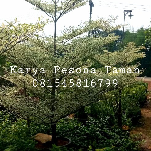 Ready pohon ketapang kencana varigata asli tinggi 2,5 meter
