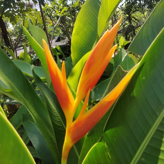 (TERLARIS) Tanaman Hias pisang golden varigata