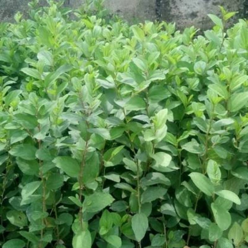 ht75yj Pregelion Daun Premium Kualitas Terbaik Tampilan Cantik Berkualitas tinggi ya