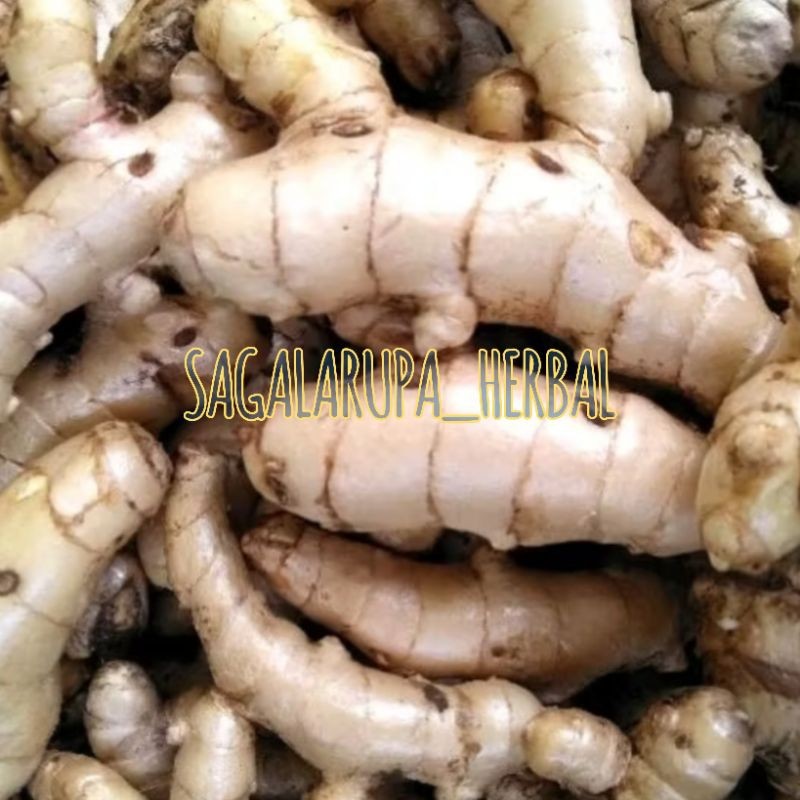 

KUNYIT PUTIH/TEMU PUTIH/OBAT KUNYIT KONENG BODAS SEGAR FRESH ORGANIC BISA COD (BESIH)