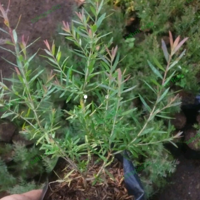 Tanaman kayu putih mini micro