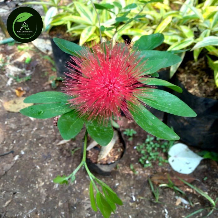 tanaman hias kaliandra merah - bunga kaliandra