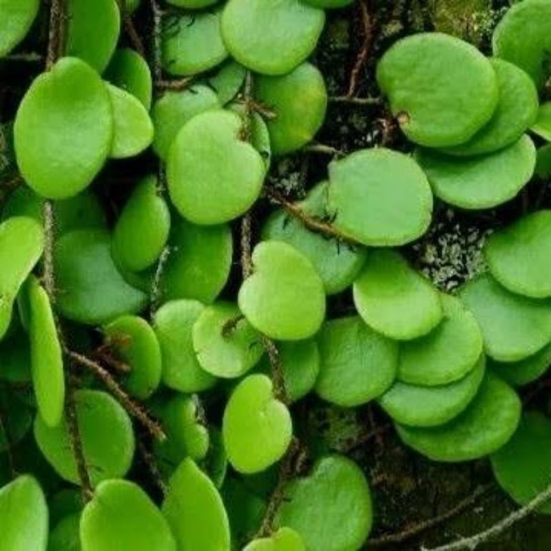 

JUAL Obat Herbal Daun Sisik Naga / Daun Picisan segar Daun herbal 100 gram .