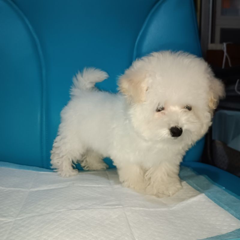 Bichon Frise Betina