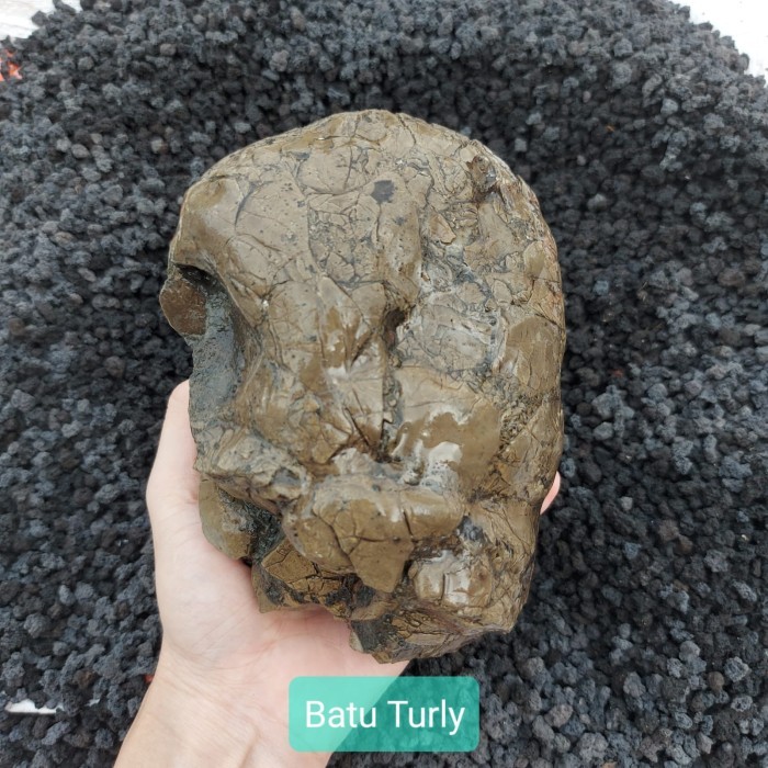 Batu Truly Turly Hiasan Aquarium Aquascape 1 kg