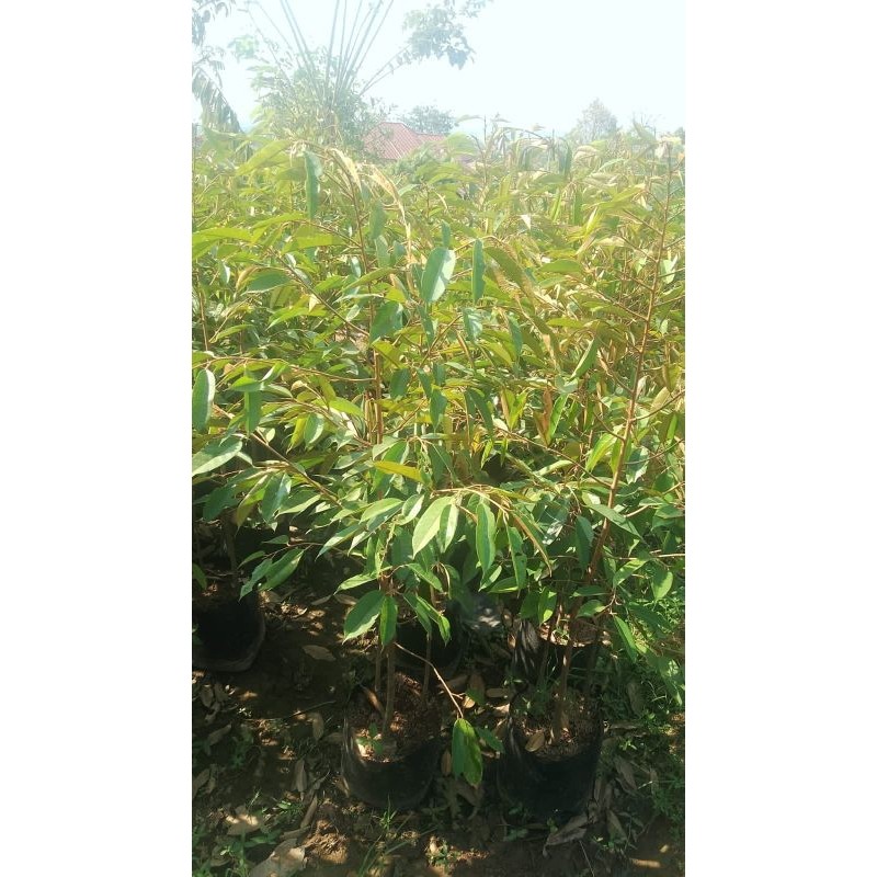 bibit Durian Musang king 1Meter JURAGAN BIBIT