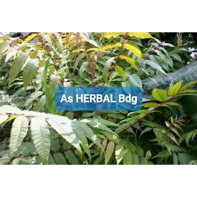 

SAHABATANI Daun suren daun surian segar 500 gram Promo Termurah Terlaris