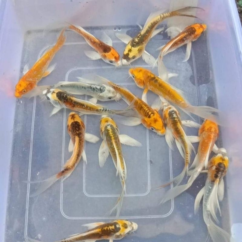 PRODUK TERLARISSS Paketan Koi Metalik Slayer Mix