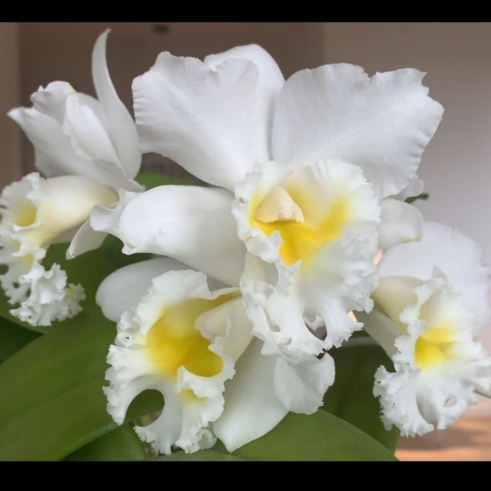 Cattleya Blc. White Diamond DEWASA